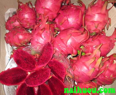 Hướng dẫn kỹ thuật trồng thanh long ruột đỏ Hướng dẫn kỹ thuật trồng thanh long ruột đỏ
